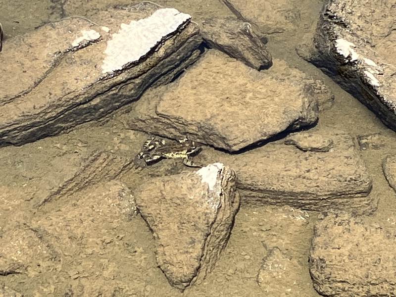 Hello frog!