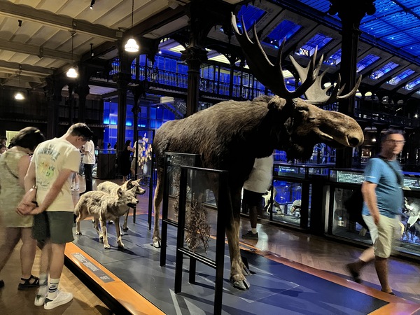 A moose