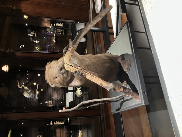A beaver