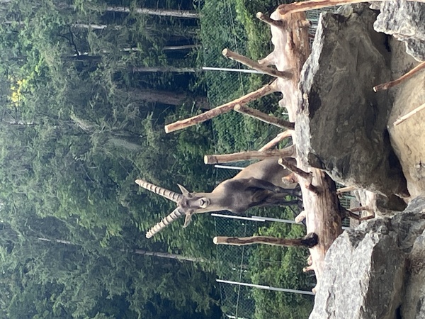 Bouquetin in Alpenzoo