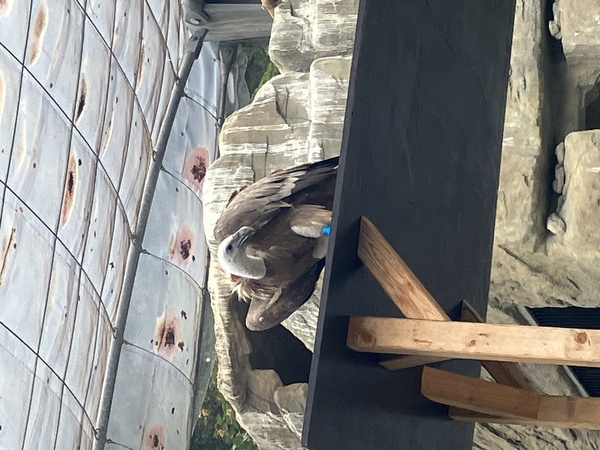 Vulture in Alpenzoo